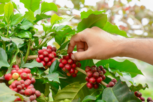 普洱市召开全市咖啡产业发展工作推进会议